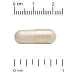 California Gold Nutrition New Zealand Green-Lipped Mussel with Ginger Extract 500 Mg 240 Veggie Capsules
